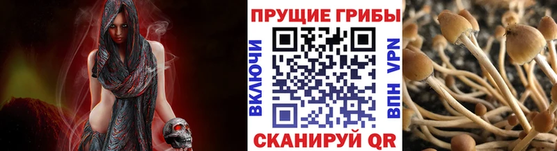 Псилоцибиновые грибы Psilocybe купить нарко площадка наркотические препараты Электросталь